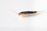 Marks Silverfish Control Melbourne image 4